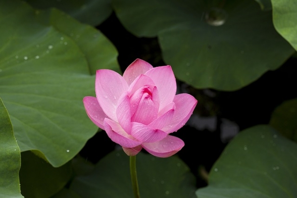 * 싯다르타-연꽃, Pixabay