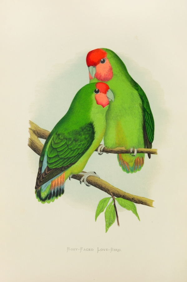 Rosy-Faced Love-Bird (1884-1887)Alexander Francis Lydon (English, 1836-1917)