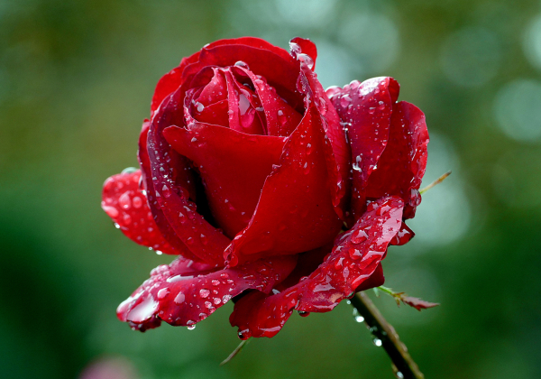 * 장미(Rose)와 자유무역